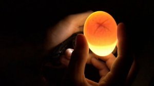 Мускусные утки. На какой день можно Овоскопировать яйца в Инкубаторе ?  Инкубация яиц Мускусной утк