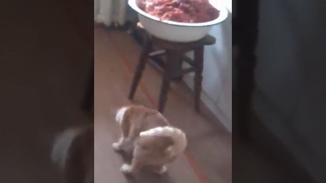 Обнаглевший кот на глазах ворует мясо смотреть онлайн