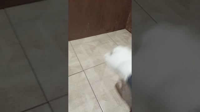 монолитный душевой поддон/кабинка. раскладка плитки на поддон смотреть онлайн