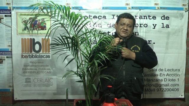 Palmera Areca (Dypsis Lutescens)