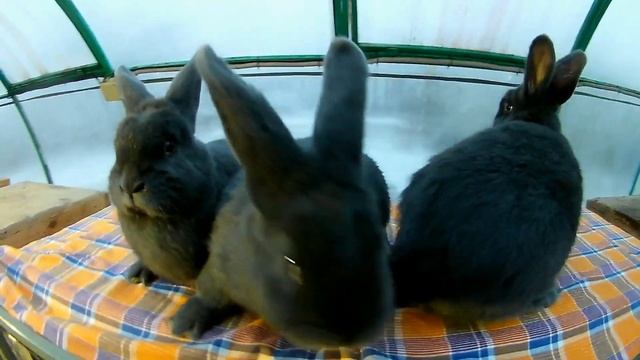 Венские Голубые кролики. Продажа.
