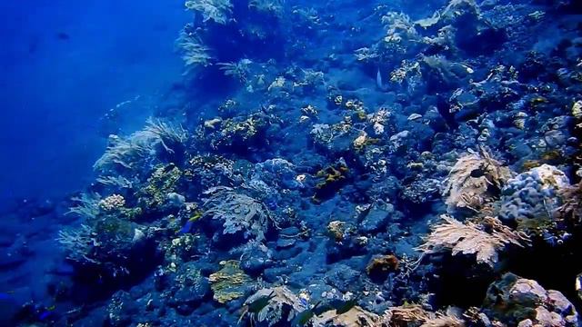 Scuba diving at Coral Garden, Tulamben, Bali (part 3/4) with AquaMarine Diving - Bali. смотреть онлайн