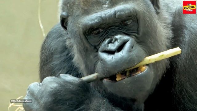 GORILLA - Relaxing Music