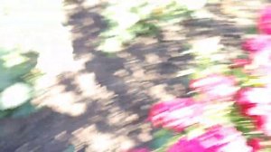 Спрей роза Микадо красный (Red Micado) на rozapochtoi.ru