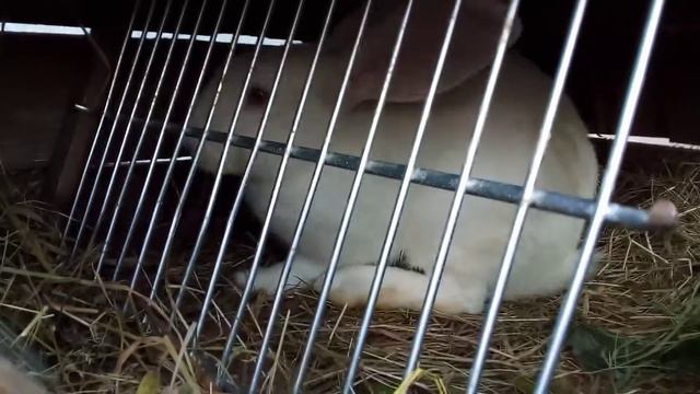 кролик психопат смотреть онлайн