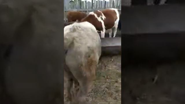 Бычки на продажу , откормочные . смотреть онлайн