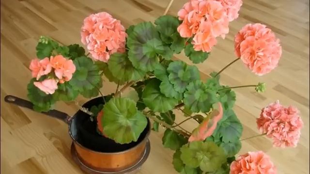 Герань – особое растение, можно получить и пользу, и вред смотреть онлайн