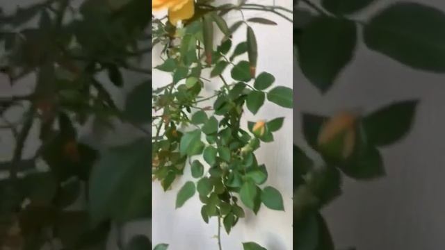 Julia child rose смотреть онлайн