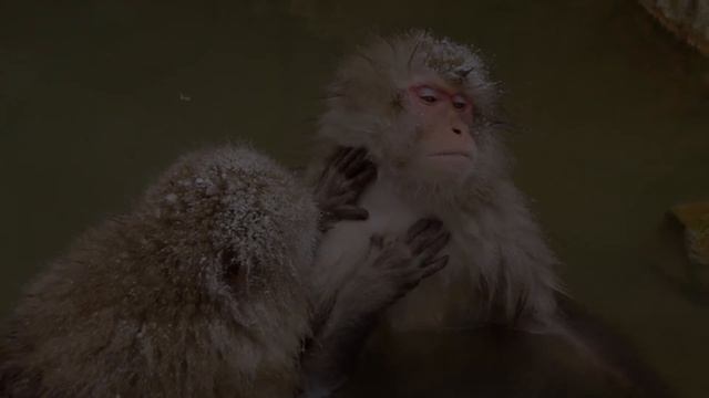 Snow Monkey 02 -Grooming- смотреть онлайн