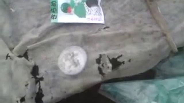 Подвой для арбуза, дыни от Романа Колибабчука смотреть онлайн