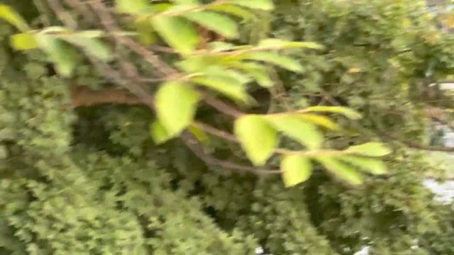 Владикавказ!!! смотреть онлайн