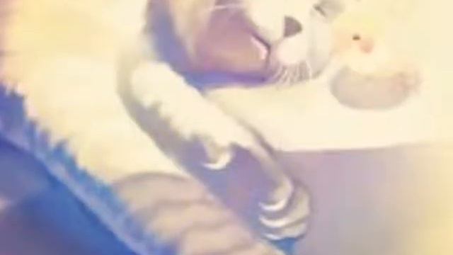 Аниме животные смотреть онлайн