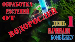 Борьба с ЭДОГОНИУМОМ - НИТЧАТКОЙ / ПЕРЕКИСЬ 3%