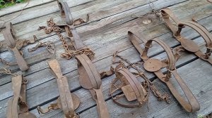 Обзор моих капканов на БАРСУКА И НА ЛИСУ