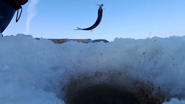 Ловля плотвы в глухозимье! Мороз -25° -35° смотреть онлайн