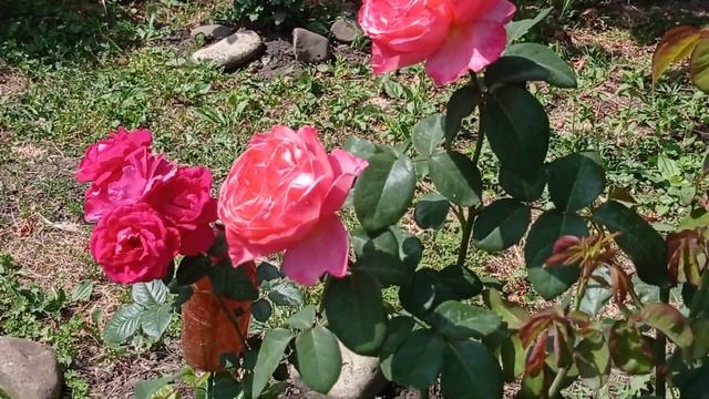 Розы "Мадмуазель Мейян", "Мисс Пигги" и др. Первое цветение. Июнь 2022. смотреть онлайн