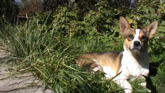 Пёс–психолог отвечает на вопросы и рассказывает что такое психология отношений! смотреть онлайн