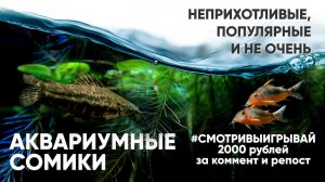 Аквариумные сомы - неприхотливые, популярные и не очень #смотривыигрывай