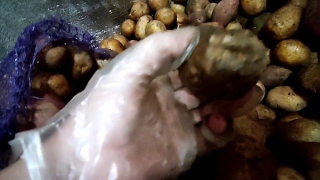 Пора доставать КАРТОФЕЛЬ из погреба. Как я проращиваю КАРТОФЕЛЬ, супер простой способ. смотреть онлайн