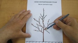 Формирование груши