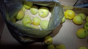 Как сохранить яблоки на зиму, свежими 2 способа эксперимент