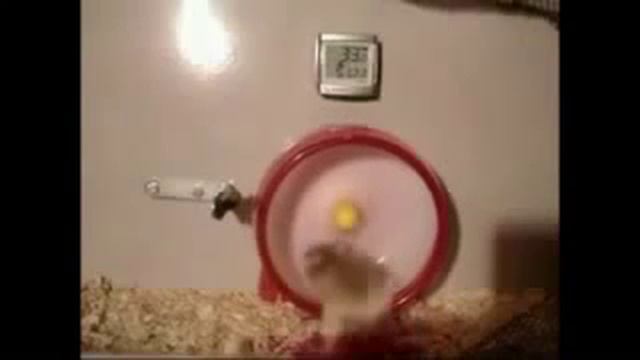 Смешные видео про хомяков Погоня Смешные хомяки :) смотреть онлайн
