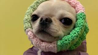 Чихуахуа. У Лизы новый комбинезон. смотреть онлайн