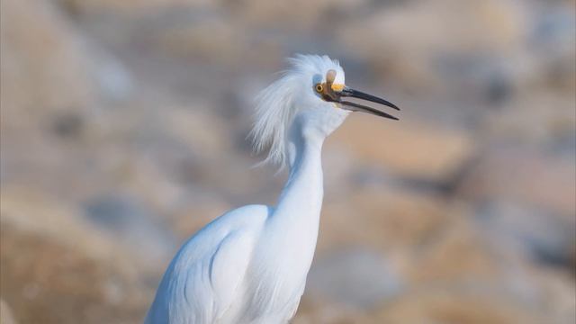 Snowy Egret Dining - captured on Nikon Z9 смотреть онлайн