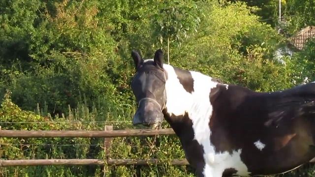 New cam Canon SX30 IS test- Odessey Grazing смотреть онлайн