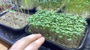 МИКРОЗЕЛЕНЬ в КВАРТИРЕ 2023 Выращивание микрозелени дома