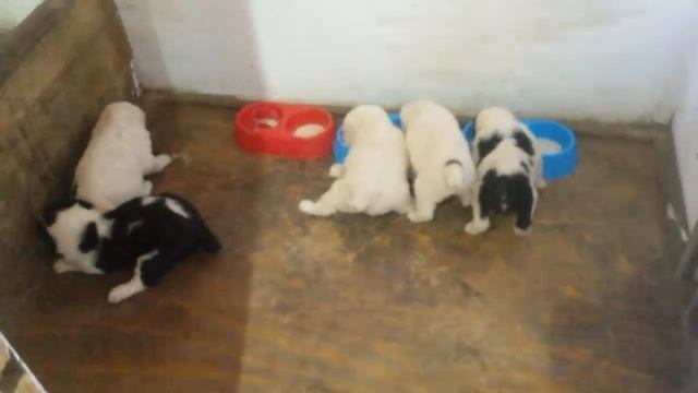 Бугай Алабай. Первый прикорм щенков в 26 дней. смотреть онлайн