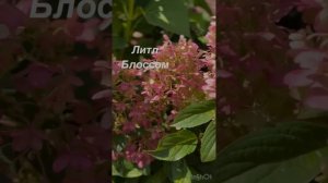 Топ  5 карликовых сортов метельчатой гортензии