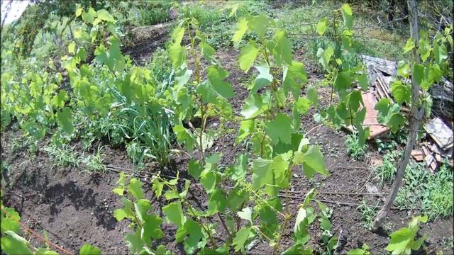 Начало цветения винограда в 2021 году смотреть онлайн