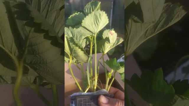 Распаковка посылки с новыми сортами смотреть онлайн