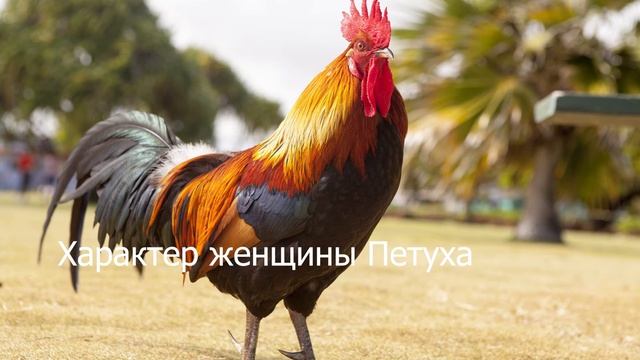 Женщина рождённая в год Петуха смотреть онлайн