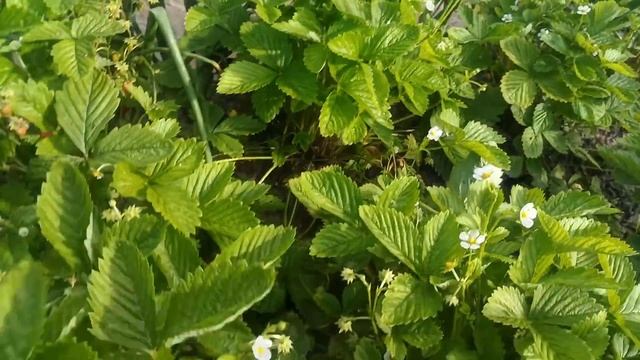 Летнее платье спицами. Пояснение. Дачные дела смотреть онлайн