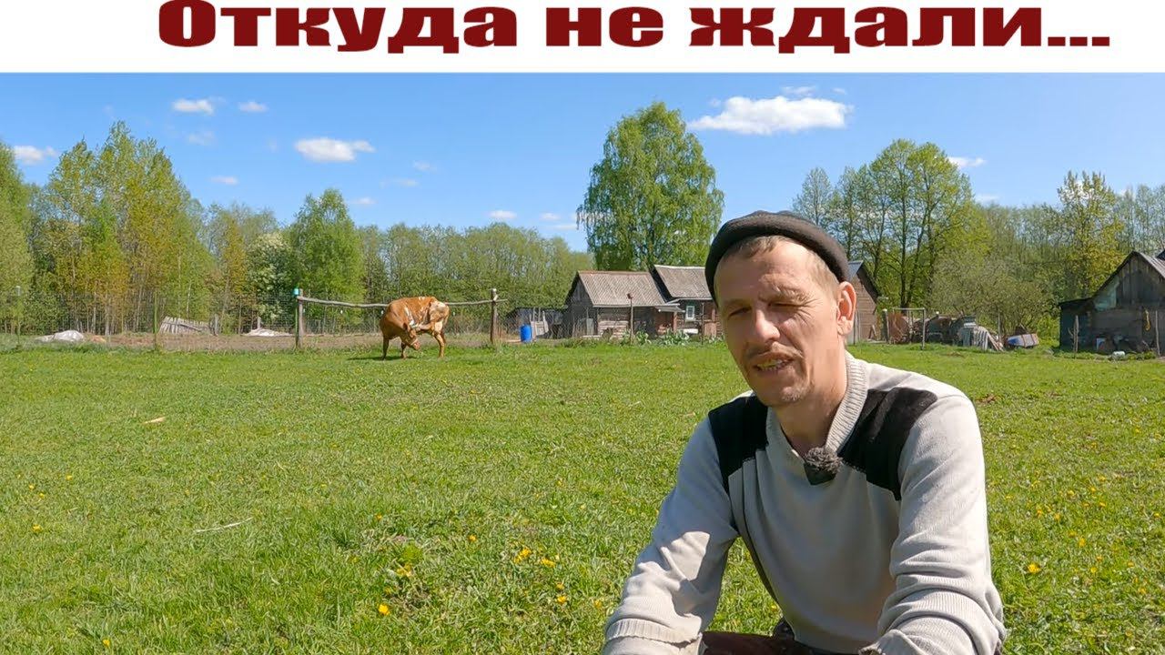 О проблемках с коровами, которых не ожидали, "Белорус" в полях, индюки растут! Жизнь в деревне. смотреть онлайн
