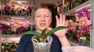 ЛУЧШЕЕ НАРАЩИВАНИЕ корней орхидеи и РЕАНИМАЦИЯ орхидей в ЭТОМ ГРУНТЕ и 71 орхидея для подписчиков
