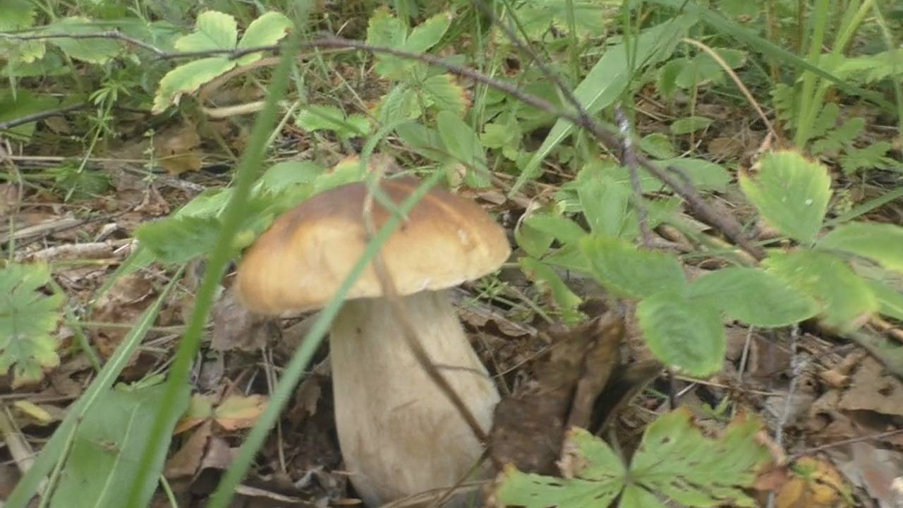 За белыми грибами смотреть онлайн