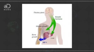 КАК УВЕЛИЧИТЬ РОСТ НА 10см ЗА НЕДЕЛЮ!