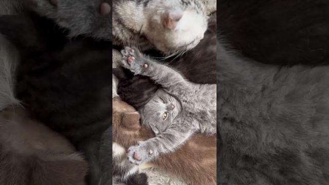 То ли ночи короткие… смотреть онлайн