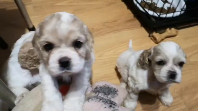 Требуют поцелуев 😂. 44 дня щенкам. смотреть онлайн