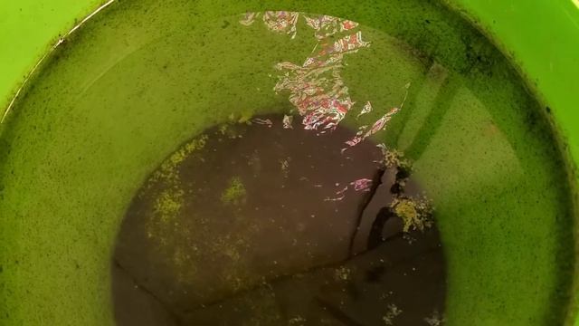 Хлорелла в аквапонике смотреть онлайн