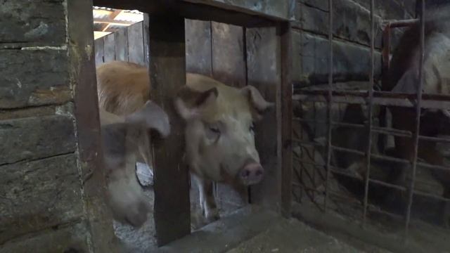 Щука в казане смотреть онлайн