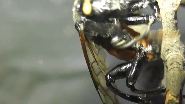 ИНСЕКТАРИЙ: 36. Цимбекс Берёзовый (Cimbex femoratus) смотреть онлайн