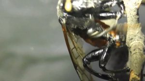 ИНСЕКТАРИЙ: 36. Цимбекс Берёзовый (Cimbex femoratus)