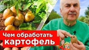 На моем КАРТОФЕЛЕ НЕТ НИ ЖУКОВ, НИ БОЛЕЗНЕЙ, а все потому что обрабатываю картофель до посадки так!