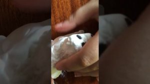 Как сделать собаку самоед из воздушного пластилина*(3 часть)