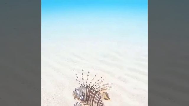 Крылатка - зебра, рыба-зебра, рыба-лев. смотреть онлайн