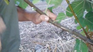 Прививка инжира почкой (Щитком). Италия.